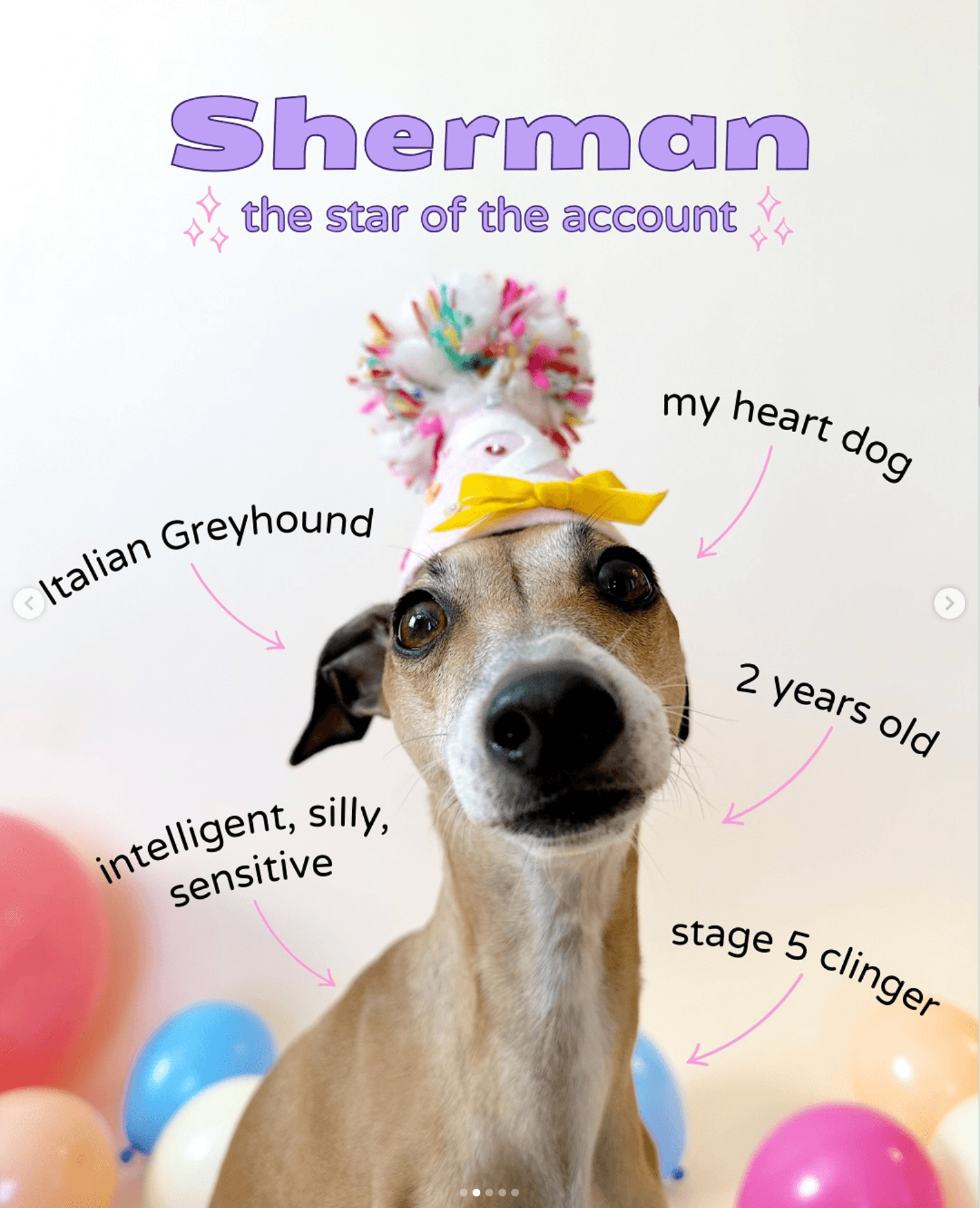 iggy with birthday hat