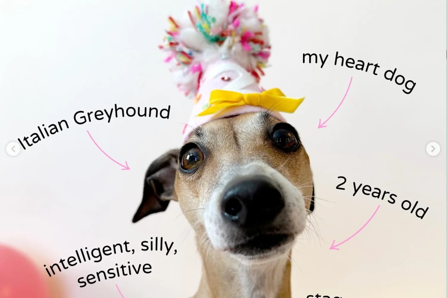 iggy with birthday hat